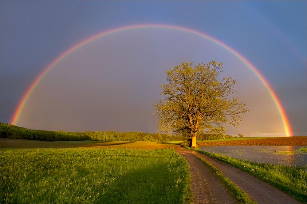 Baum Mit Regenbogen