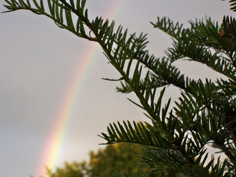 Regenbogen