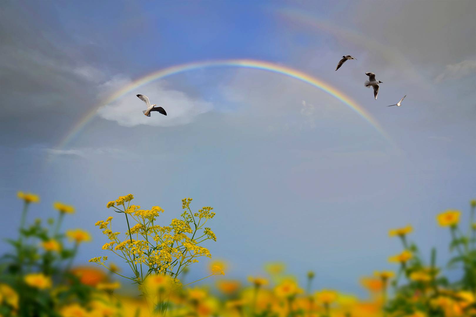 REGENBOGEN 