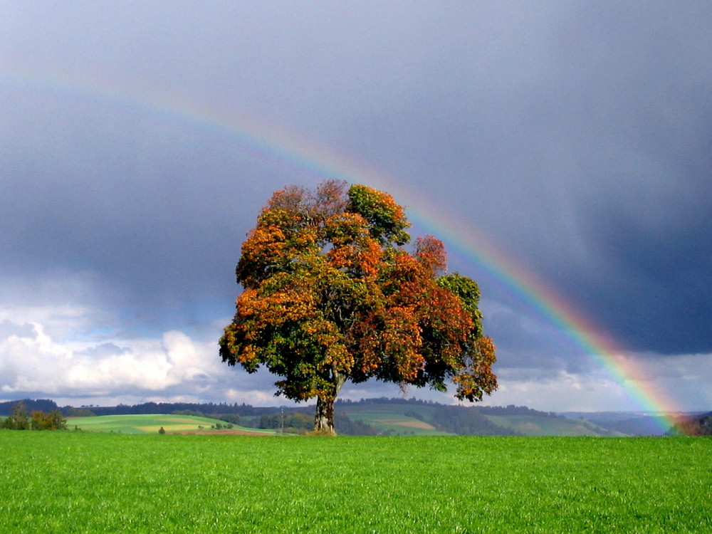 Regenbogen