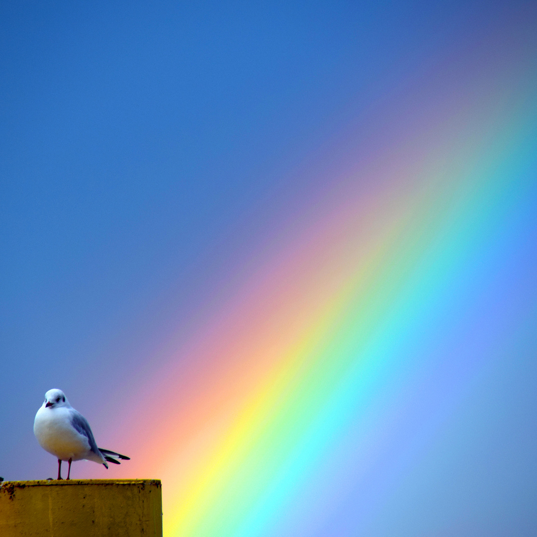regenbogen Foto & Bild | regenbögen, wetter, natur Bilder ...