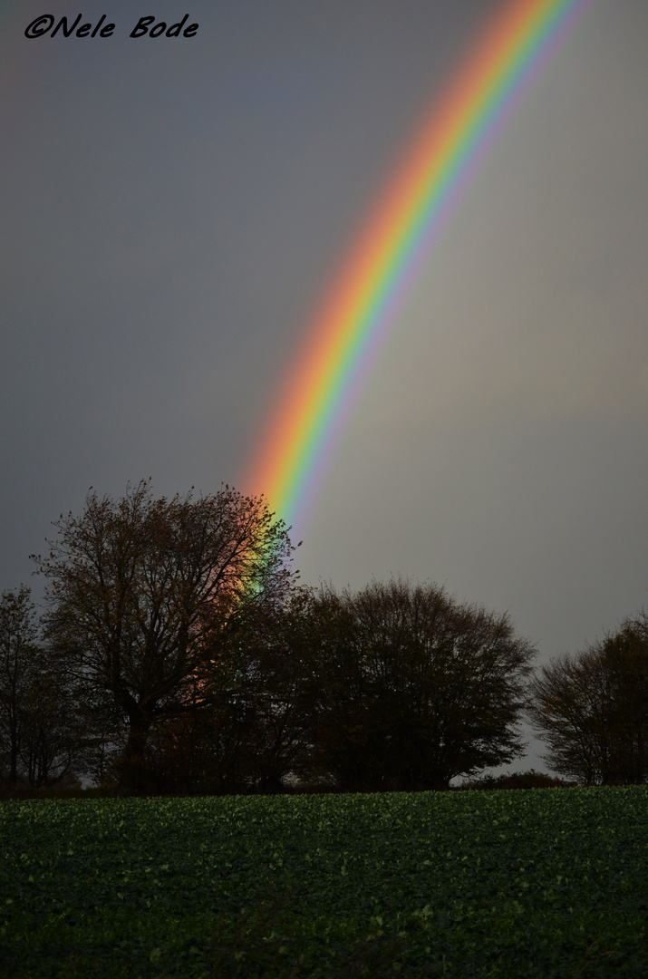 Regenbogen