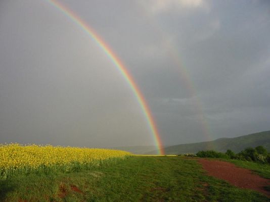 Regenbogen