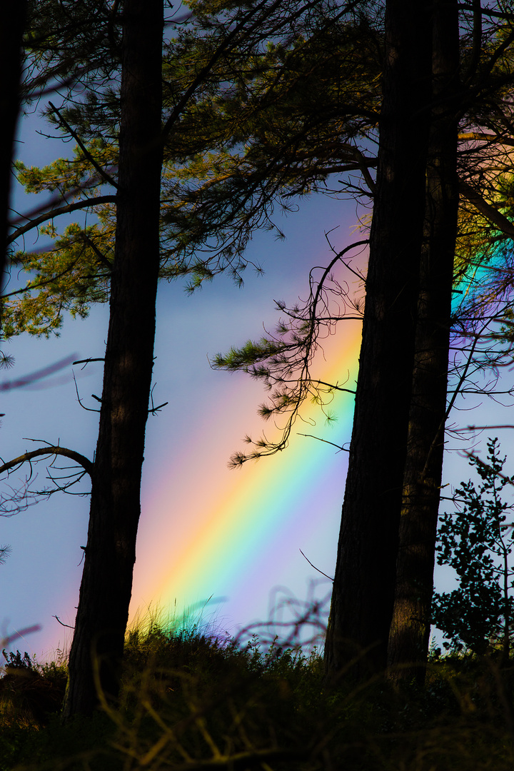 Regenbogen