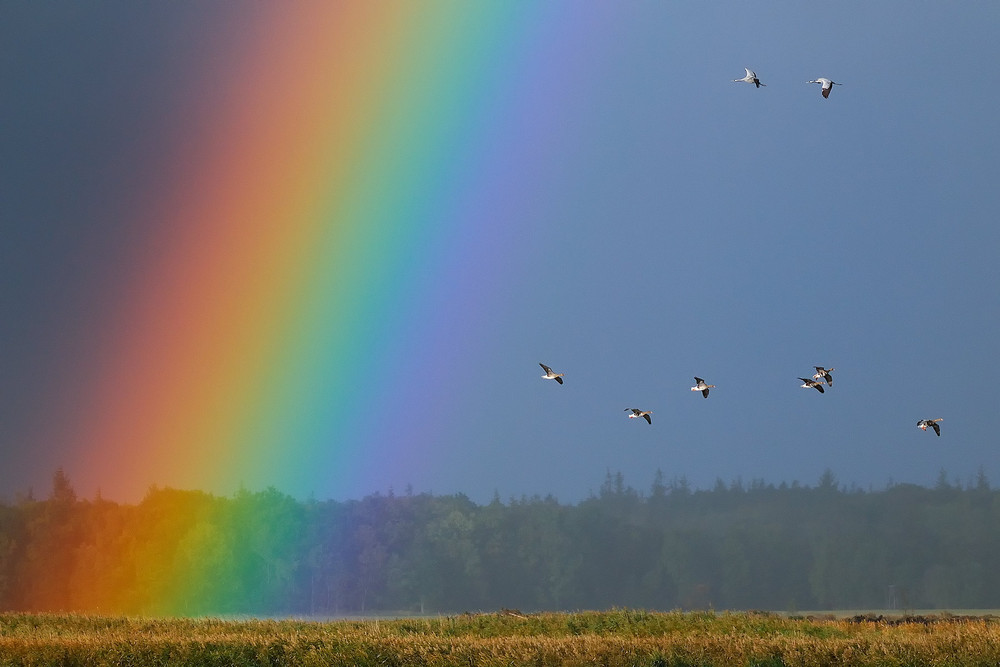 Regenbogen