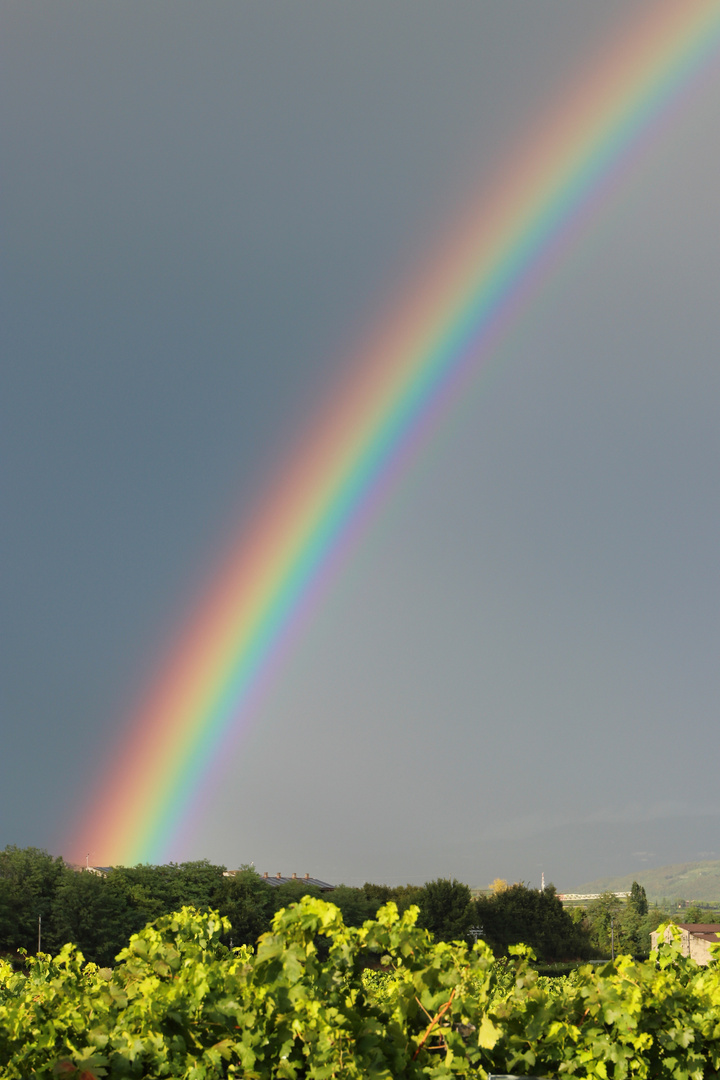 Regenbogen