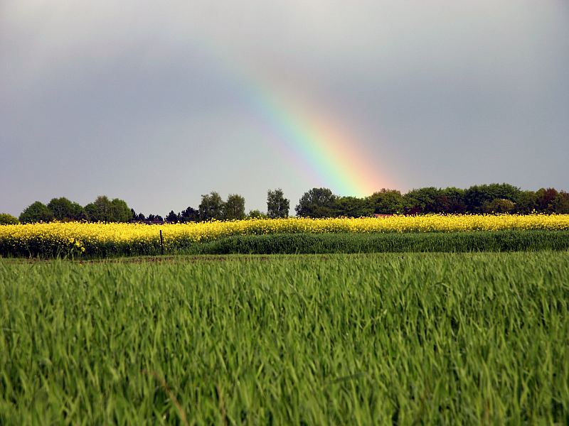 Regenbogen