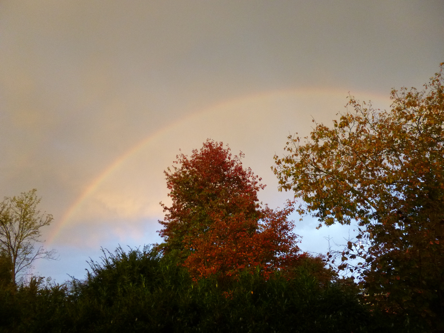 Regenbogen