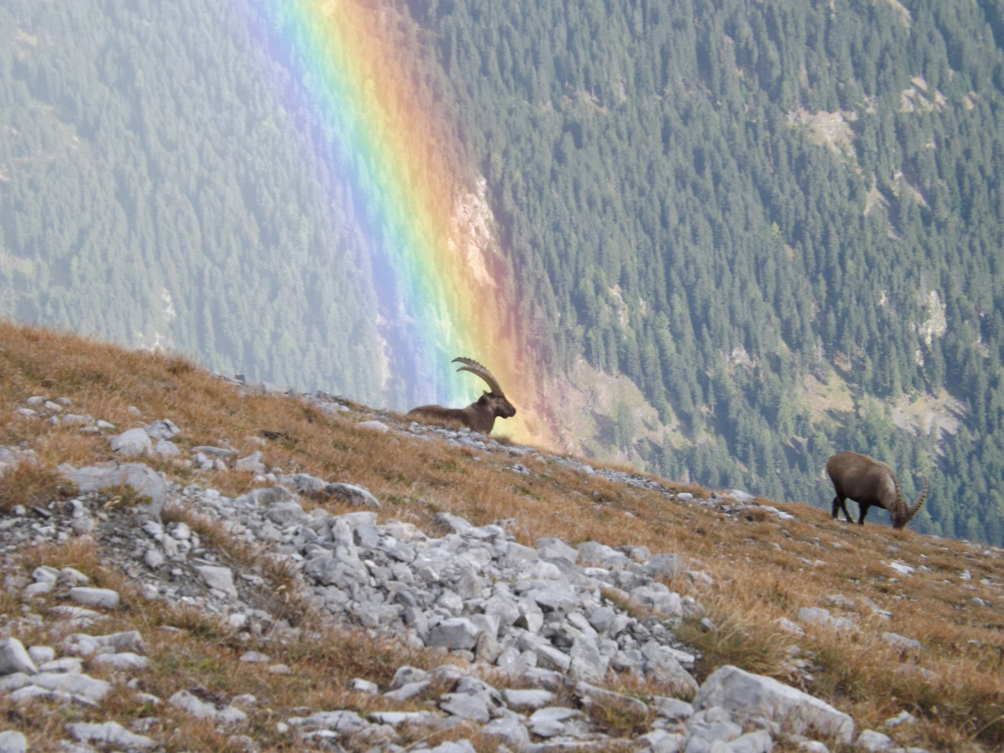 Regenbogen