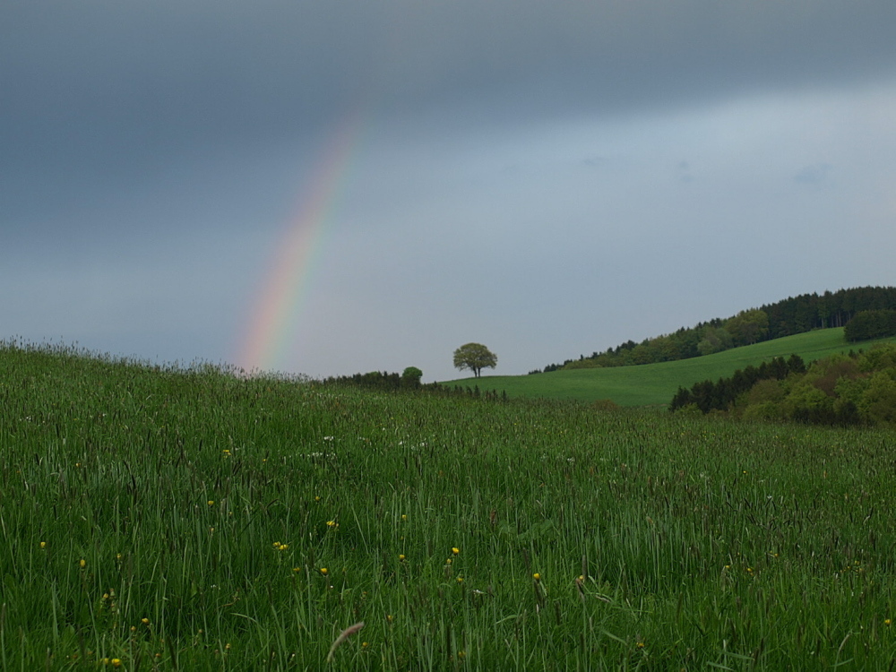 Regenbogen