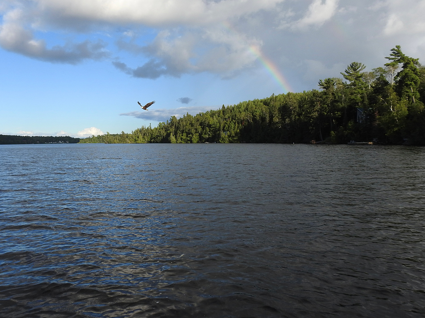 Regenbogen Adler