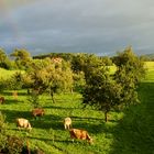 Regenbogen am Küchenfenster