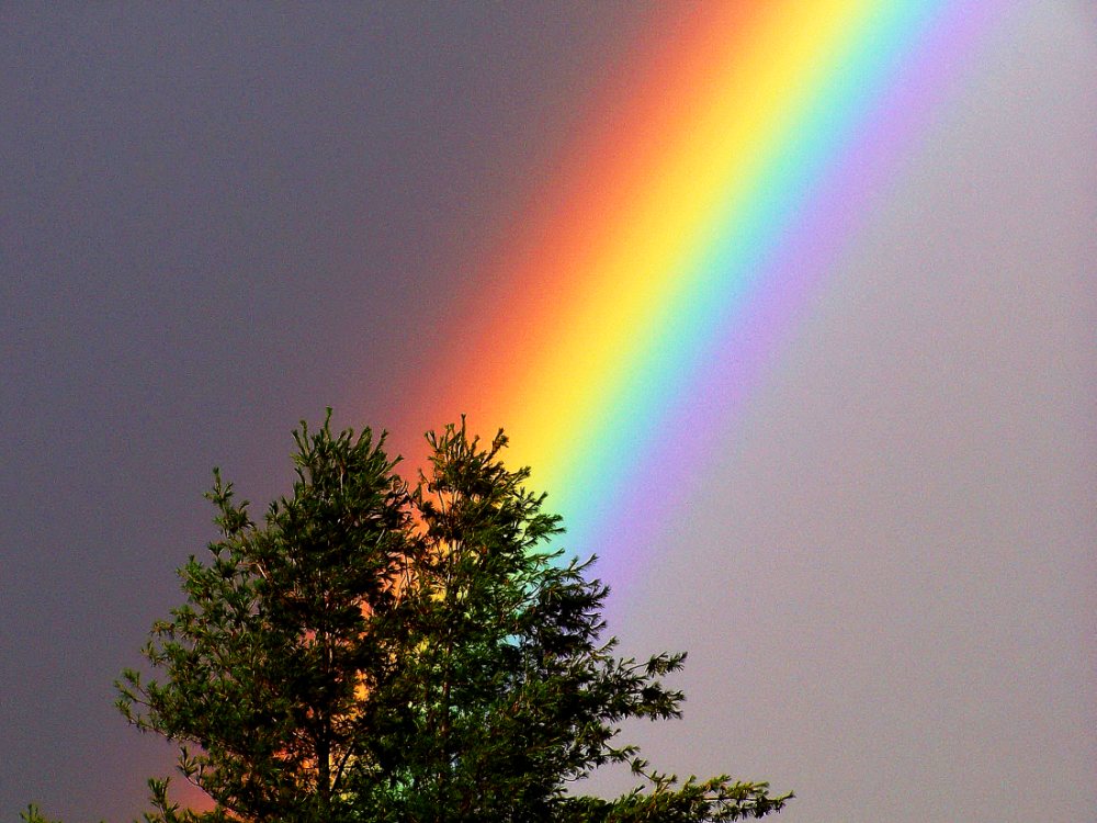 Regenbogen aus dem Baum Foto & Bild regenbögen, wetter