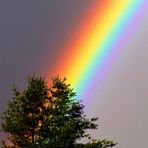 Regenbogen aus dem Baum