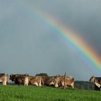 Regenbogen