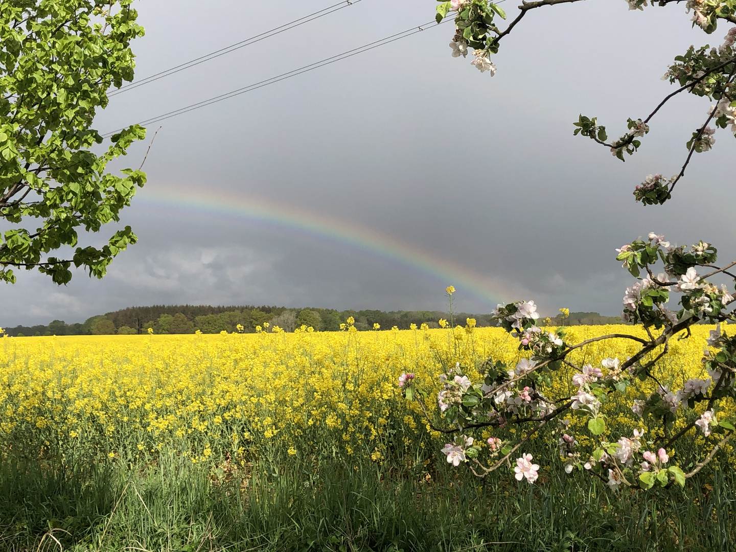 Regenbogen 