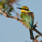 Regenbogen-Bienenfresser