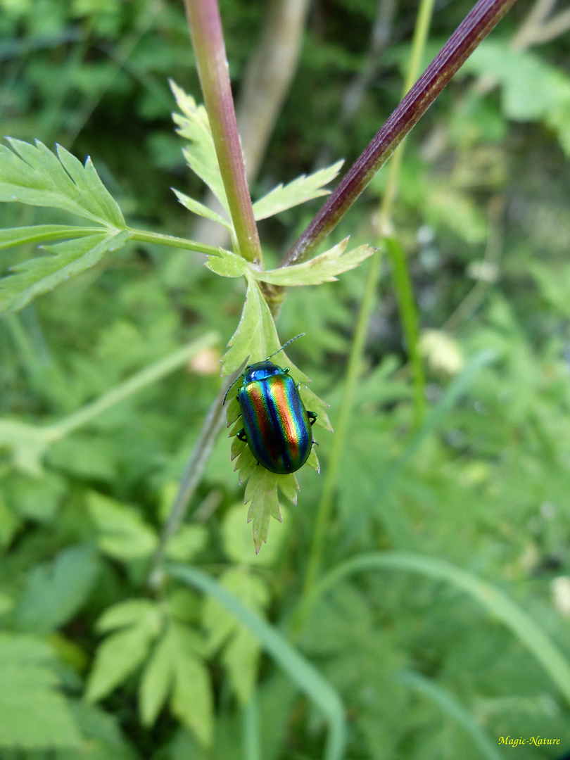 Regenbogen-Blattkäfer