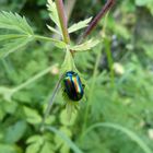 Regenbogen-Blattkäfer