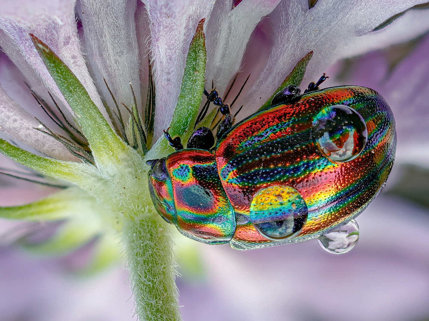 Regenbogen-Blattkäfer ( Chrysolina cerealis )