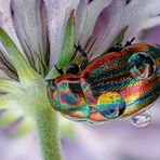 Regenbogen-Blattkäfer ( Chrysolina cerealis )