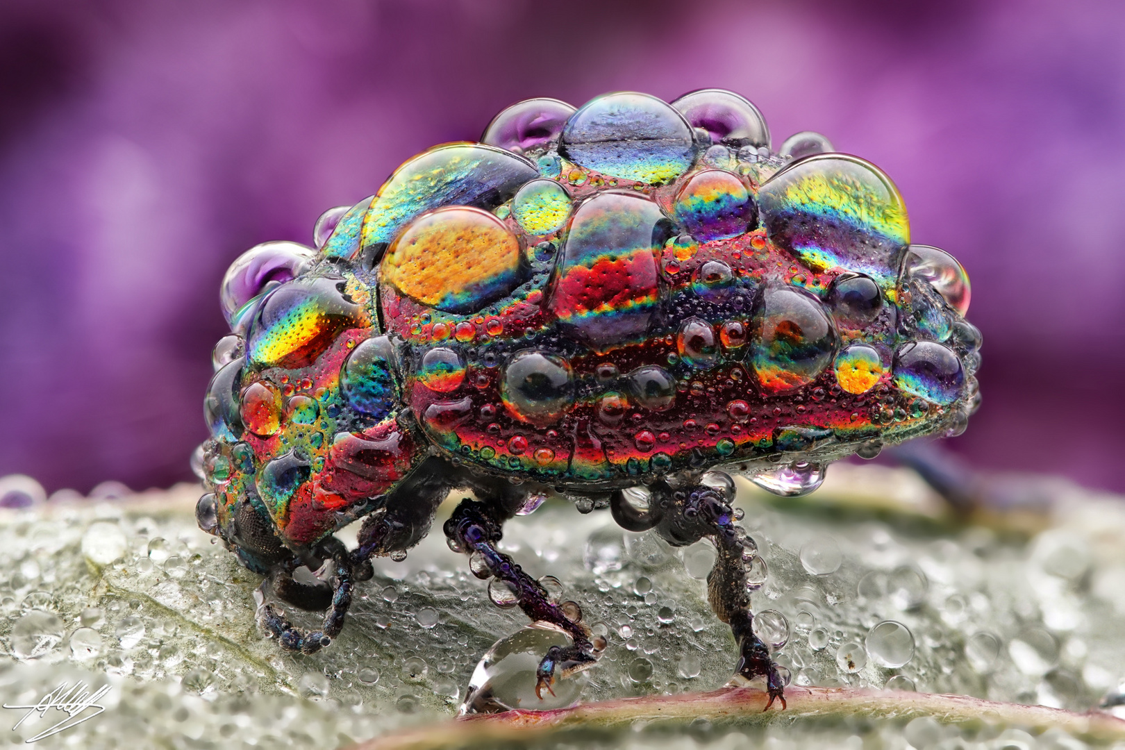 Regenbogen-Blattkäfer (Chrysolina cerealis) mit Tautropfen