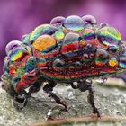 Regenbogen-Blattkäfer (Chrysolina cerealis) mit Tautropfen