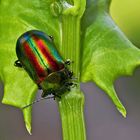 Regenbogen-Blattkäfer (Chrysolina cerealis) - Un coléoptère comme un arc-en-ciel!