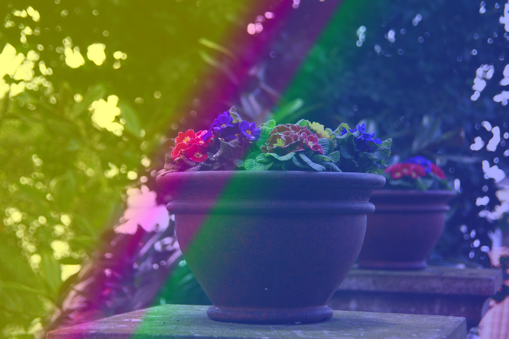 Regenbogen Blumen