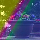 Regenbogen Blumen