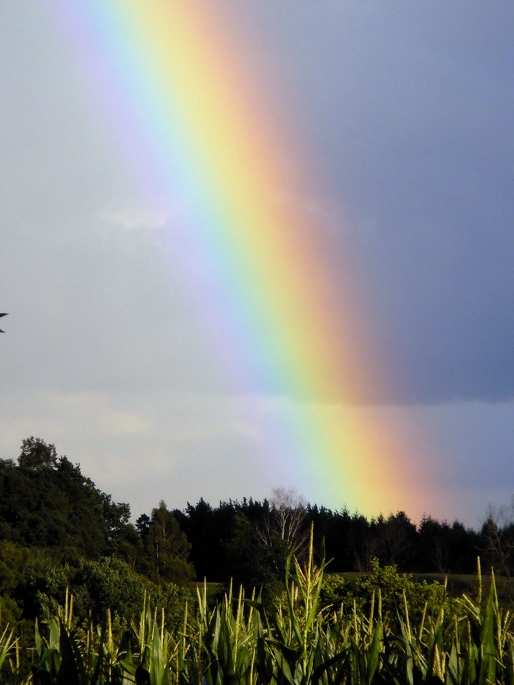 Regenbogen