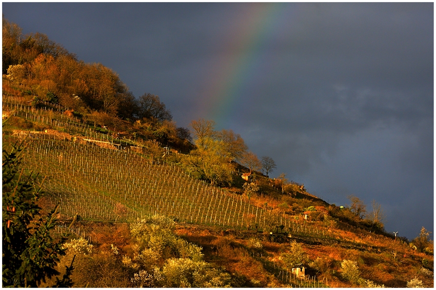 Regenbogen