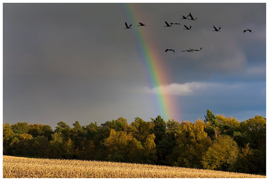 Regenbogen