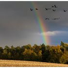 Regenbogen