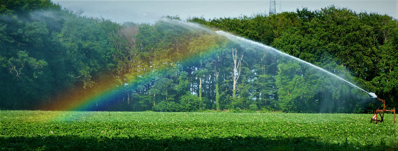 Regenbogen