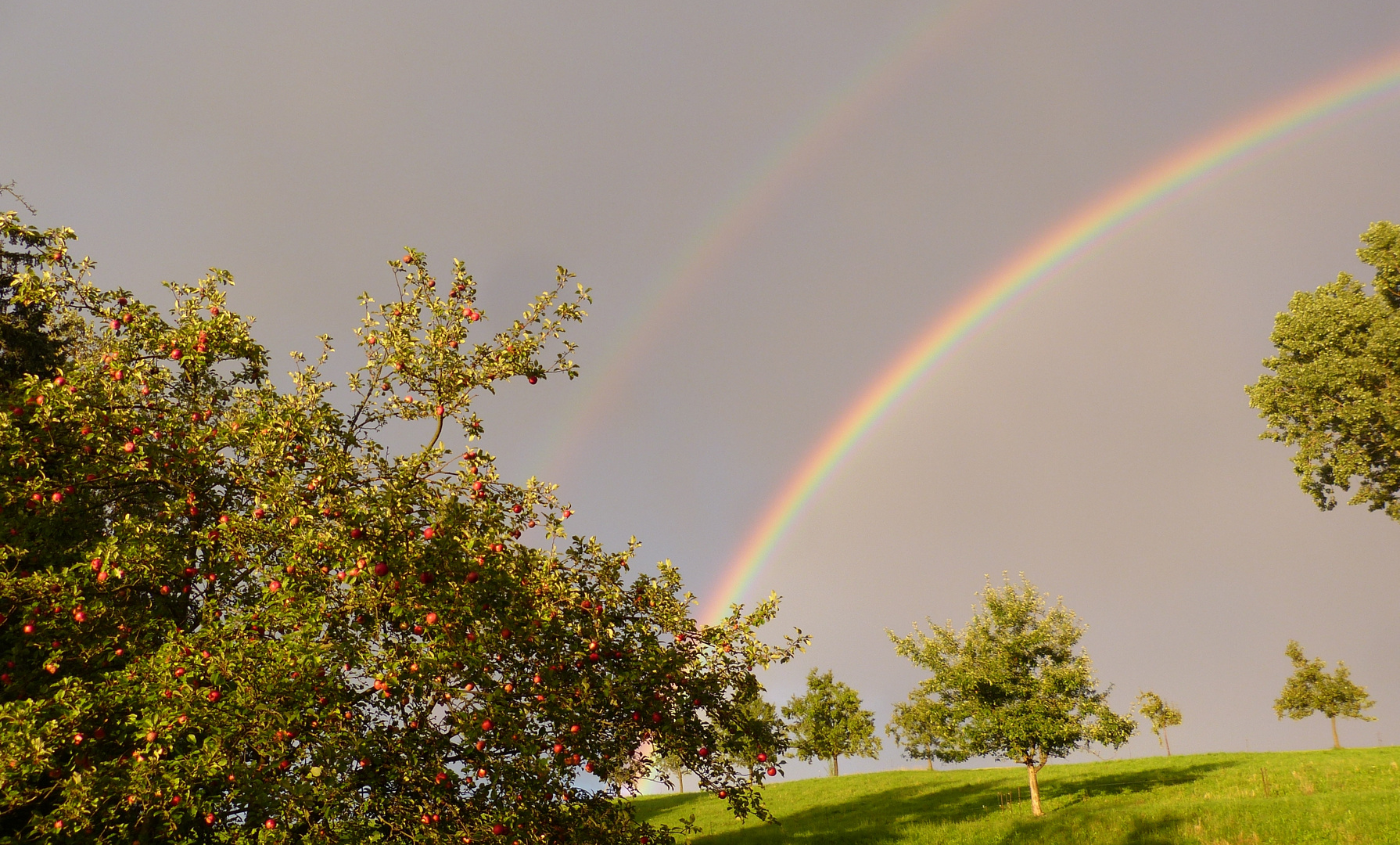 Regenbogen