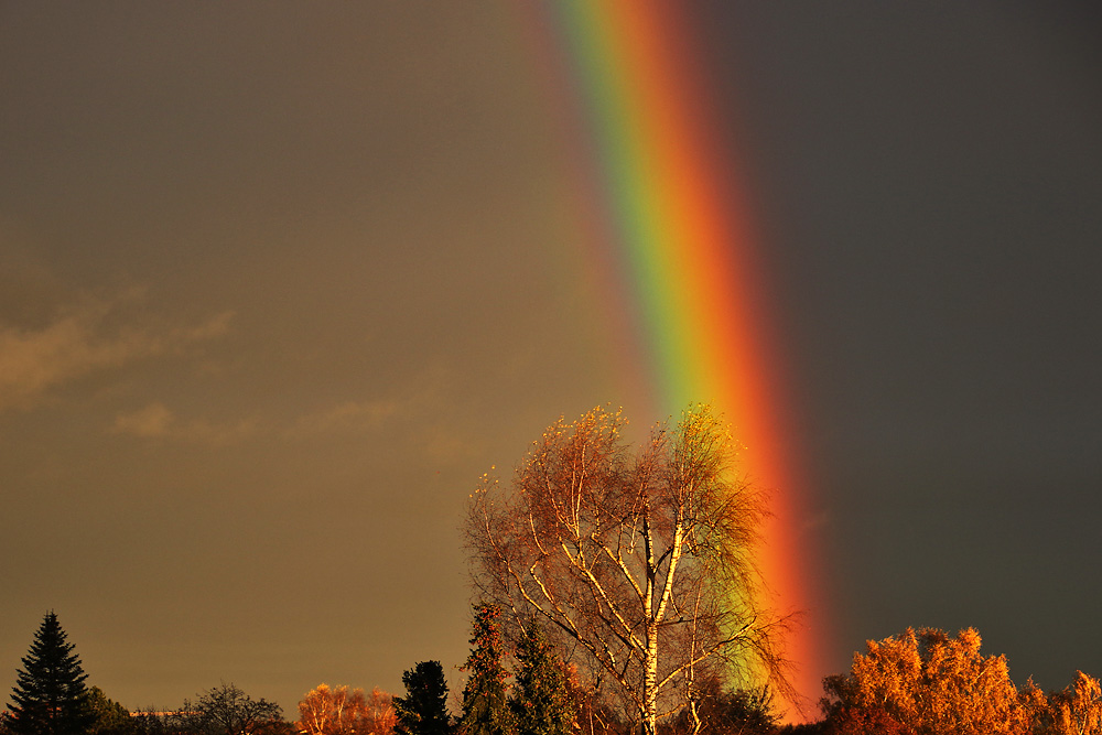 Regenbogen-Detail mit "Sonnen-Birke"