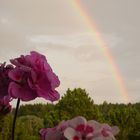 Regenbogen