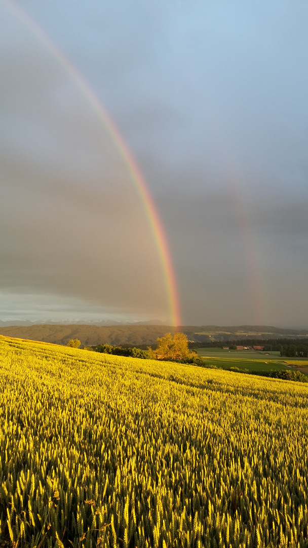 Regenbogen