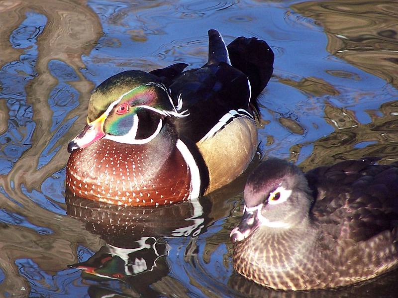 Regenbogen-Ente ?