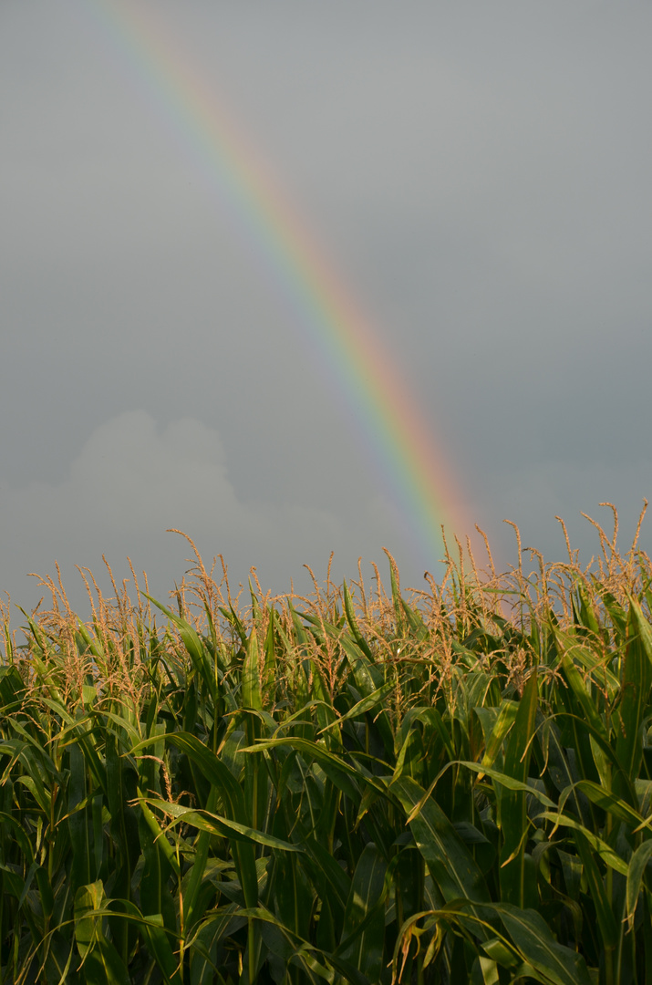 Regenbogen