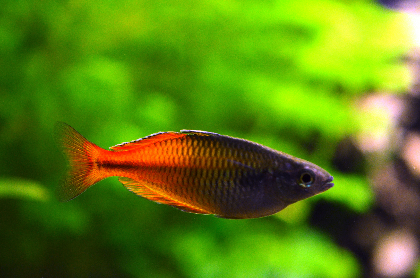 Regenbogen-Fisch Boesemani Männlich