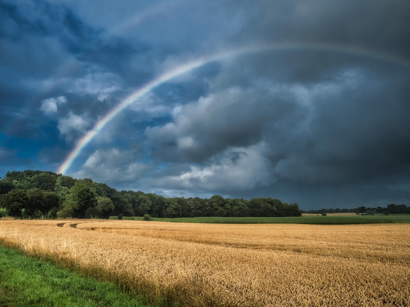 Regenbogen hinter dem Weizenfeld