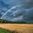 Regenbogen hinter dem Weizenfeld