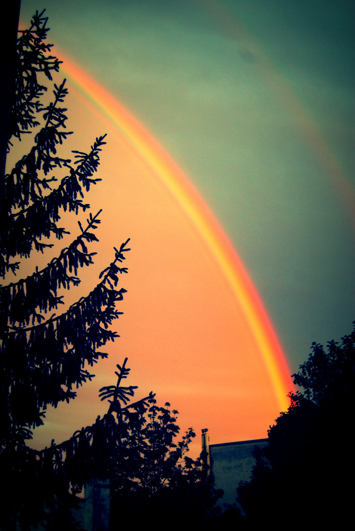 Regenbogen hinter Tannenwogen