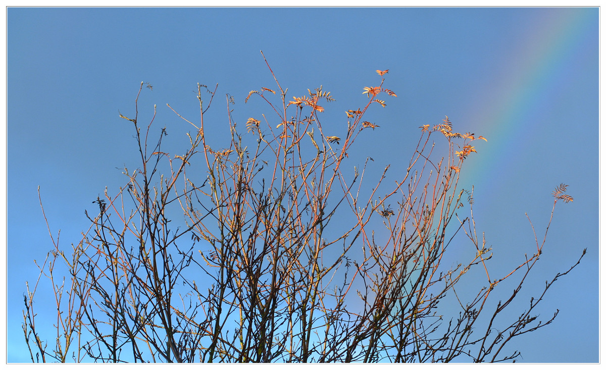 Regenbogen im Herbst