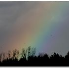 Regenbogen im Januar