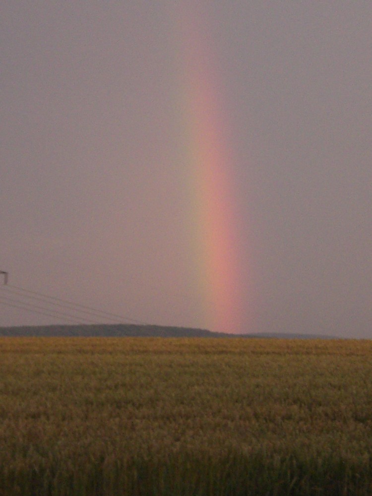 regenbogen im kornfeld