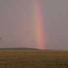 regenbogen im kornfeld