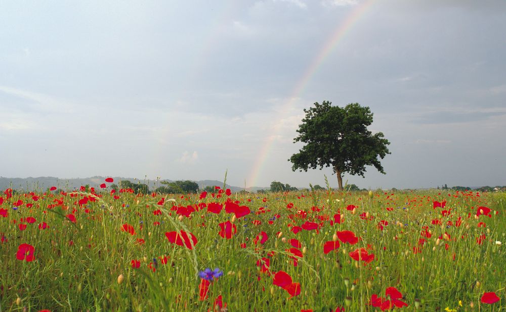 Regenbogen im Mohn